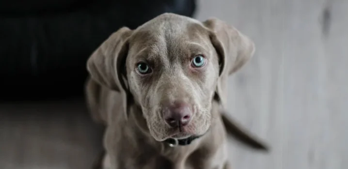 SOS stress da rientro per il cane: ecco cosa fare
